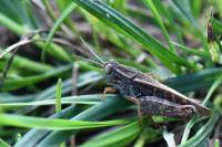 Calliptamus italicus