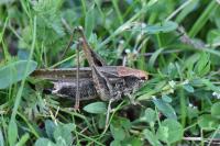 Platycleis albopunctata