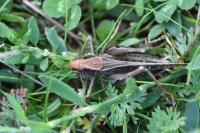 Platycleis albopunctata