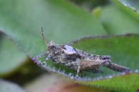 Tetrix ceperoi