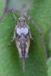 Tetrix ceperoi