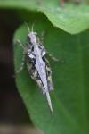 Tetrix ceperoi