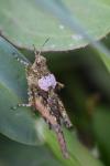 Tetrix ceperoi