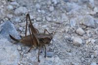 Pholidoptera griseoaptera