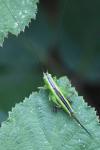 Conocephalus fuscus