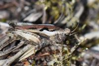 Tetrix undulata