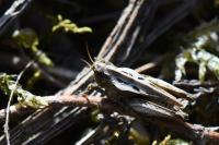Tetrix undulata