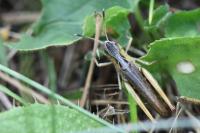 Gomphocerippus rufus