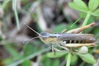 Gomphocerippus rufus