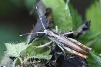 Gomphocerippus rufus