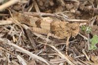 Oedipoda caerulescens