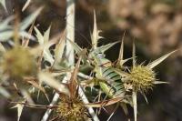 Ephippiger diurnus
