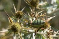 Ephippiger diurnus