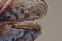 Calliptamus italicus