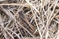 Calliptamus italicus