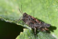 Tetrix undulata