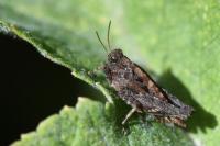 Tetrix undulata