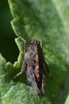 Tetrix undulata