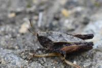 Tetrix undulata