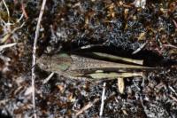 Aiolopus strepens