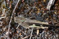 Aiolopus strepens
