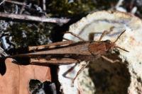 Aiolopus strepens