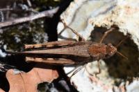 Aiolopus strepens