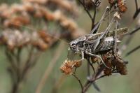 Platycleis albopunctata