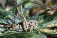 Tessellana tessellata