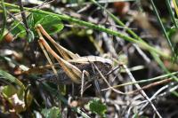 Tessellana tessellata