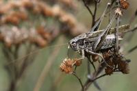 Platycleis albopunctata