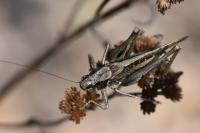 Platycleis albopunctata