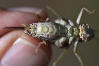 Platycleis albopunctata