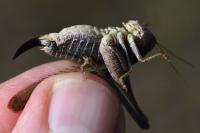 Platycleis albopunctata