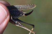 Platycleis albopunctata