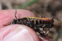 Omocestus rufipes