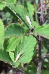Oecanthus pellucens