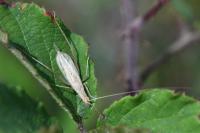 Oecanthus pellucens