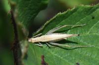 Oecanthus pellucens