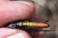 Omocestus rufipes