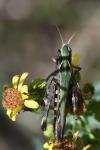 Omocestus rufipes
