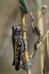 Omocestus rufipes