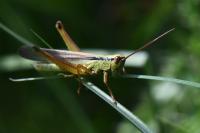 Mecostethus parapleurus