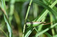Conocephalus fuscus
