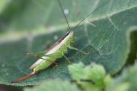 Conocephalus fuscus