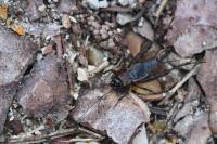 Nemobius sylvestris