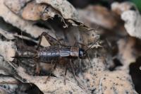 Nemobius sylvestris
