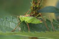 Leptophyes punctatissima