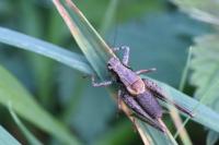Pholidoptera griseoaptera