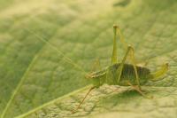 Leptophyes punctatissima